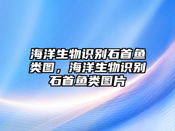 海洋生物識別石首魚類圖，海洋生物識別石首魚類圖片